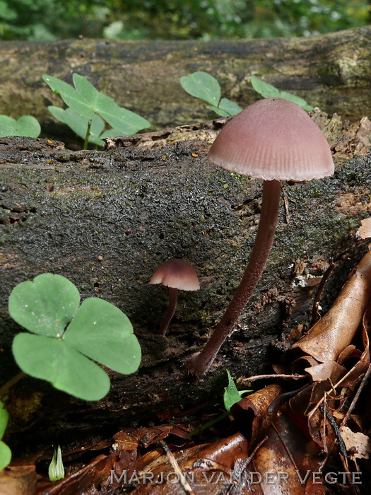 Grote bloedsteelmycena - Mycena haematopus